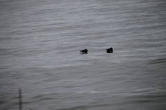 Lophodytes cucullatus