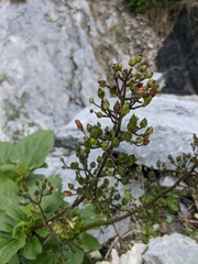 Scrophularia grayana