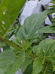 Scrophularia grayana
