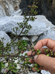 Scrophularia grayana