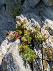 Rhodiola rosea