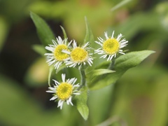 Erigeron acris acris