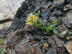 Linaria japonica
