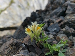 Linaria japonica