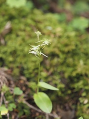 Platanthera ophrydioides