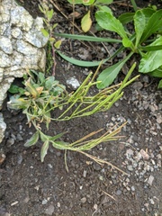 Arabis stelleri
