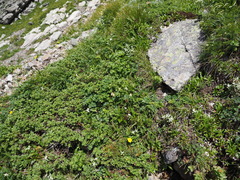 Callianthemum hondoense