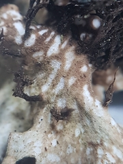 Peltigera horizontalis