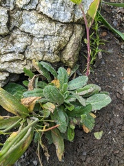 Arabis stelleri