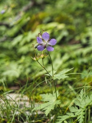 Geranium reinii