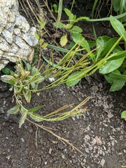 Arabis stelleri