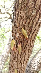Pterophylla beltrani