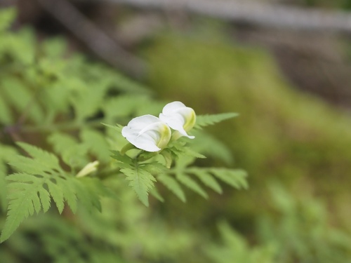 Pedicularis keiskei iNat (1)