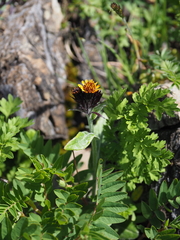 Tephroseris takedana