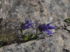 Campanula chamissonis