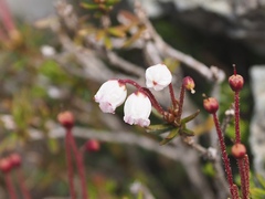 Phyllodoce nipponica