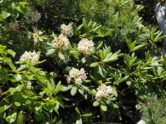 Rhododendron brachycarpum