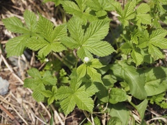 Rubus pseudojaponicus