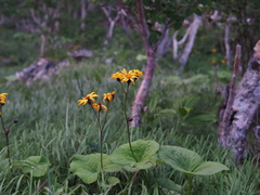 Ligularia dentata