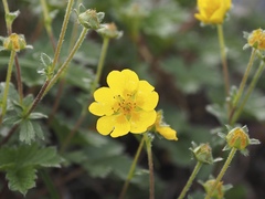 Potentilla matsumurae