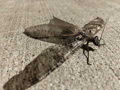 Dysmicohermes disjunctus