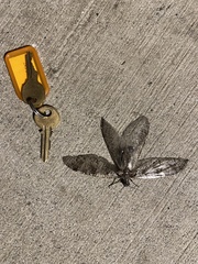 Dysmicohermes disjunctus