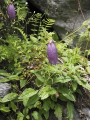 Campanula punctata hondoensis
