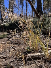 Bromus grandis