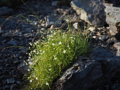 Stellaria nipponica nipponica