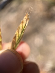 Bromus grandis