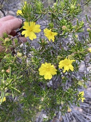 Hibbertia cistoidea