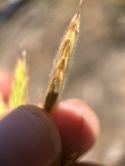 Bromus grandis