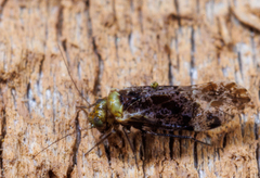 Trichadenotecnum alexanderae