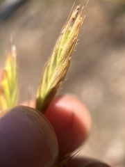 Bromus grandis