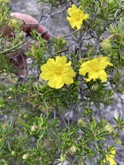 Hibbertia cistoidea