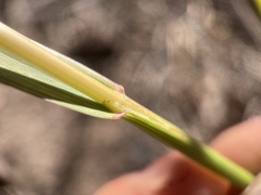 Bromus grandis