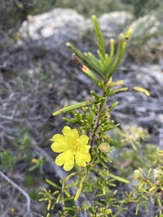 Hibbertia cistoidea