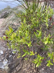 Leptospermum luehmannii