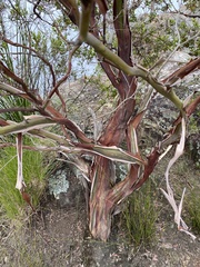Leptospermum luehmannii