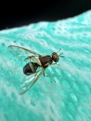 Bactrocera neohumeralis