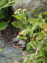 Erigeron acris acris