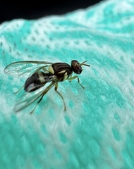Bactrocera neohumeralis