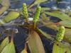 Grass-leaved Pondweed - Photo (c) Jason Hollinger, some rights reserved (CC BY)