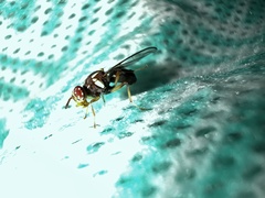 Bactrocera neohumeralis
