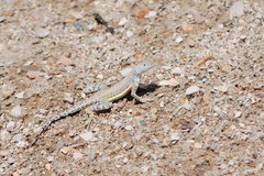 Cophosaurus texanus scitulus