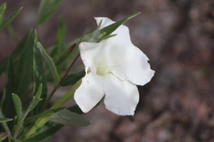 Mandevilla oaxacensis