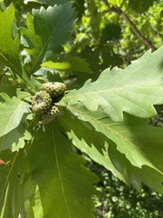 Quercus dentata