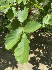 Quercus dentata