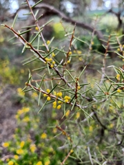 Acacia colletioides