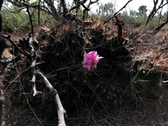 Coryphantha macromeris macromeris
